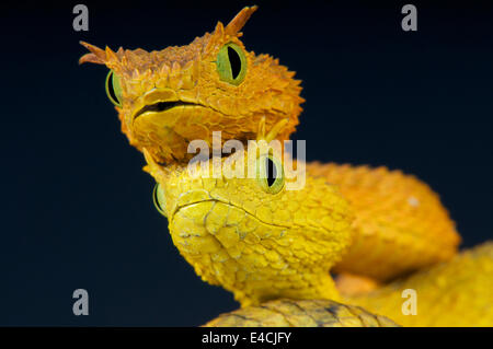 Usumbara Atheris ceratophora / vipères bush Banque D'Images