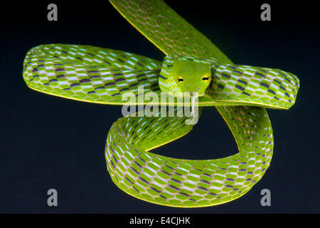 Serpent de vigne / Ahaetulla prasina Banque D'Images