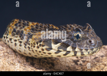 Rough-scaled Death Adder / Acanthophis rugosus Banque D'Images