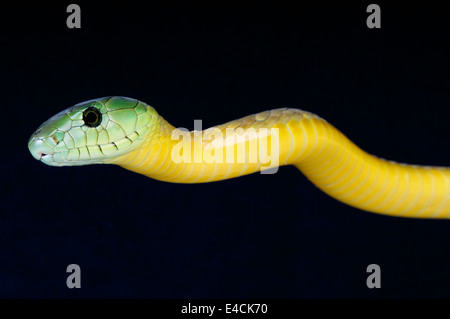 Jameson's Mamba / Dendroaspis jamesoni Banque D'Images