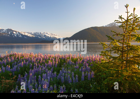 Un champ de Turnagain Arm, lupin le long de la Forêt Nationale de Chugach, en Alaska. Banque D'Images