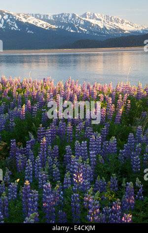 Un champ de Turnagain Arm, lupin le long de la Forêt Nationale de Chugach, en Alaska. Banque D'Images