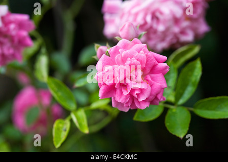 Rosa 'Dorothy Perkins'. Fleur rose rambling rose double. Banque D'Images