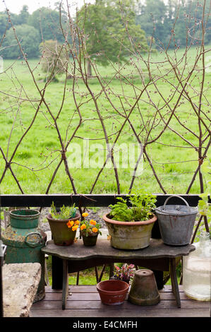 Les plantes en pots sur terrasse en bois de chalet Banque D'Images