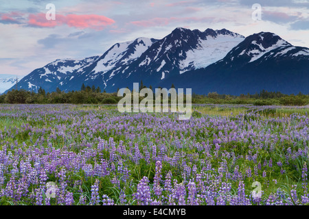 Domaine de fleurs sauvages le long de Lupin, Turnagain Arm, la Forêt Nationale de Chugach Alaska. Banque D'Images