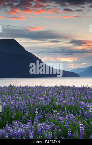 Domaine de fleurs sauvages le long de Lupin, Turnagain Arm, la Forêt Nationale de Chugach Alaska. Banque D'Images