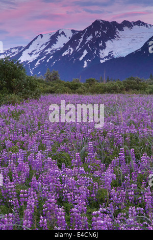 Domaine de fleurs sauvages le long de Lupin, Turnagain Arm, la Forêt Nationale de Chugach Alaska. Banque D'Images