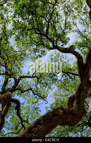 Vue sur le ciel à travers les branches d'un vieux chêne Banque D'Images