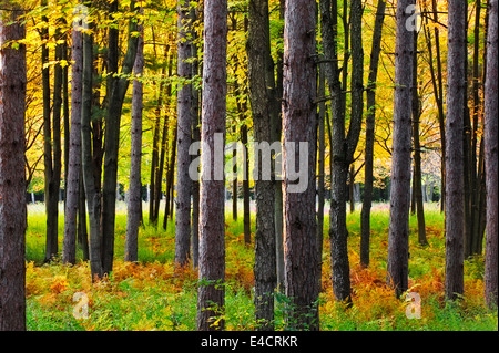 Une forêt de pins dans le sud-est du Michigan au cours de la couleur de l'automne. Banque D'Images