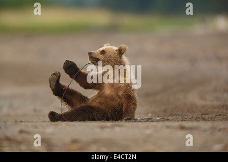 Une couleur brune ou Grizzly Bear cub, Lake Clark National Park, Alaska. Banque D'Images