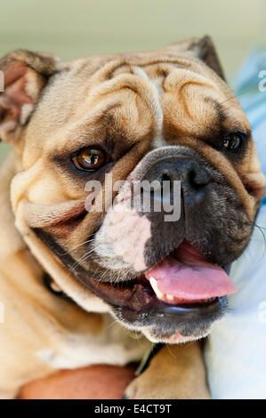 Chiot chien Bull Banque D'Images