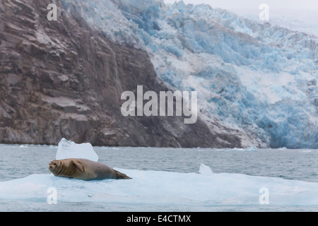 Phoque à Prince William Sound, Alaska, la Forêt Nationale de Chugach. Banque D'Images