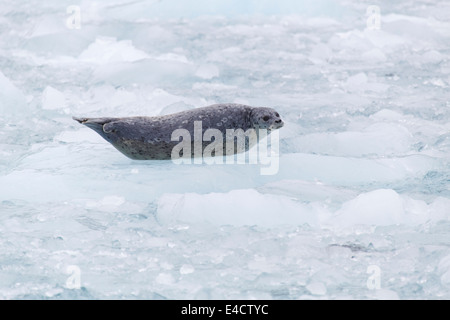 Phoque commun (Phoca vitulina) à Chenega Glacier dans le Fjord de Nassau, Prince William Sound, Alaska, la Forêt Nationale de Chugach. Banque D'Images