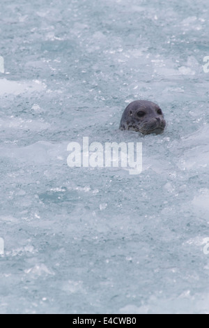 Phoque commun (Phoca vitulina) à Chenega Glacier dans le Fjord de Nassau, Prince William Sound, Alaska, la Forêt Nationale de Chugach. Banque D'Images