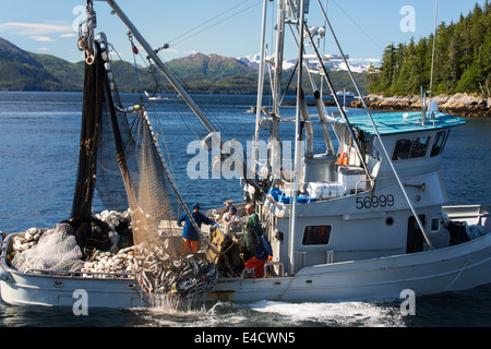 La pêche commerciale du saumon, Prince William Sound, Alaska, la Forêt Nationale de Chugach Banque D'Images