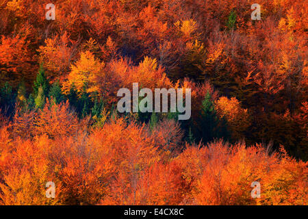 Forêt en automne les couleurs, vue aérienne, le massif du Velebit, Croatie Banque D'Images