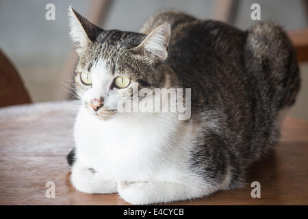 Chat Siamois assis sur une table en bois, stock photo Banque D'Images