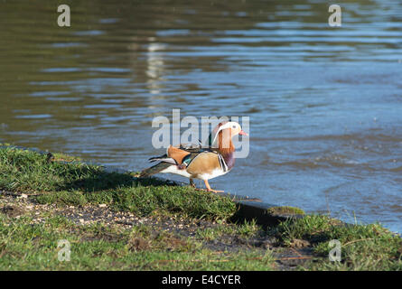 Canard mandarin dans la forêt de Dean Banque D'Images