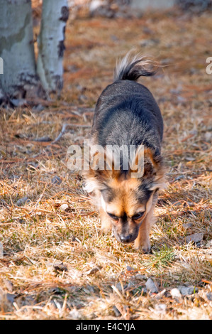 Animal de compagnie Chihuahua marche dans les herbes sèches Banque D'Images