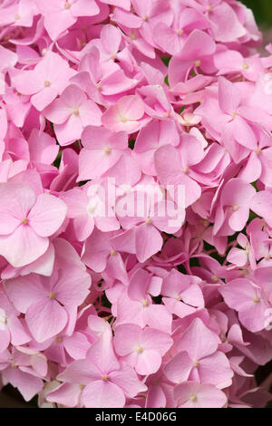 Hydrangea macrophylla générale Vicomtesse de Vibraye fleurs de près. Banque D'Images
