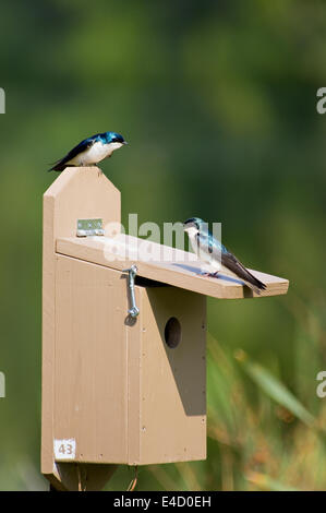 Deux hirondelles bicolores sur Nichoir dans Floyd Comté (Indiana) Banque D'Images