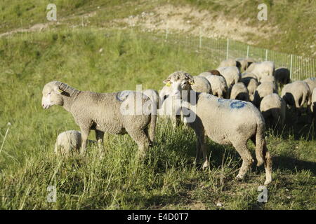 Moutons dans Villard de Lans, Vercors, Isère, Rhône-Alpes, France. Banque D'Images