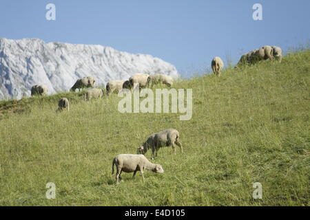Moutons dans Villard de Lans, Vercors, Isère, Rhône-Alpes, France. Banque D'Images