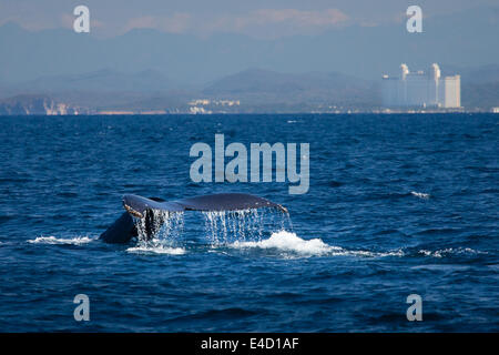 La queue d'une baleine à bosse disparaît dans l'océan, près de Mazatlán, Sinaloa, Mexique. Banque D'Images