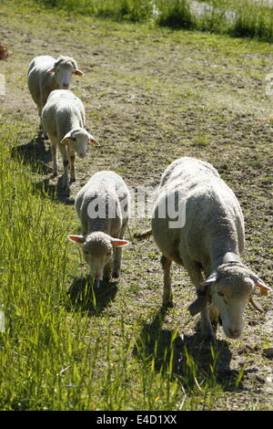 Moutons dans Villard de Lans, Vercors, Isère, Rhône-Alpes, France. Banque D'Images