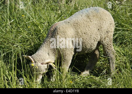 Moutons dans Villard de Lans, Vercors, Isère, Rhône-Alpes, France. Banque D'Images