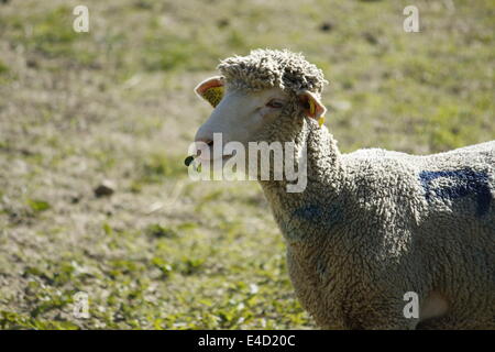 Moutons dans Villard de Lans, Vercors, Isère, Rhône-Alpes, France. Banque D'Images
