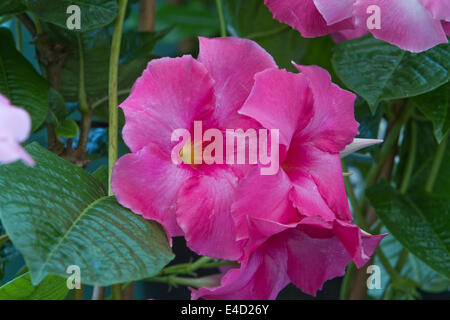 Hampton Court, Royaume-Uni. 8 juillet, 2014. Mandevilla, Alice du pont sur l'affichage à l'RHS Hampton Court Palace Flower Show 2014 Credit : Keith Larby/Alamy Live News Banque D'Images