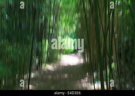 Peindre avec la lumière, chemin dans le Les bambous du Mandarin bamboo forest, Département Var, Provence-Alpes-Côte d'Azur, France Banque D'Images