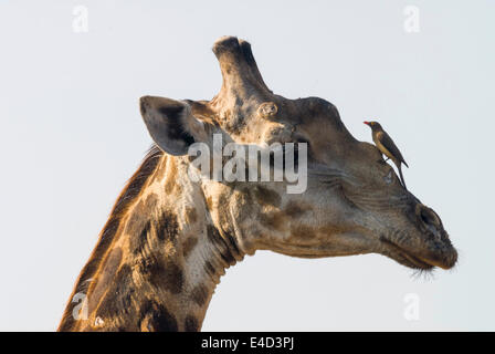 Girafe (Giraffa camelopardalis) avec un Red-billed Oxpecker (Buphagus erythrorhynchus) sur son siège, Kruger National Park Banque D'Images