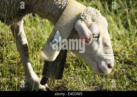 Moutons dans Villard de Lans, Vercors, Isère, Rhône-Alpes, France. Banque D'Images