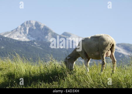 Moutons dans Villard de Lans, Vercors, Isère, Rhône-Alpes, France. Banque D'Images