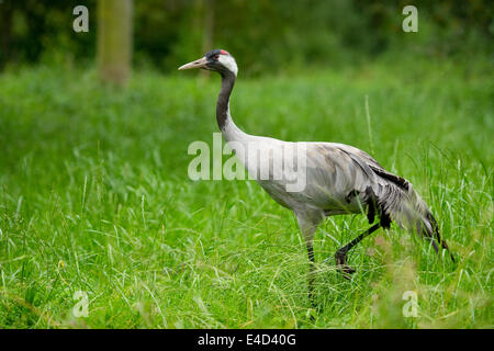 Gray grue cendrée (Grus grus), adulte, Basse-Saxe, Allemagne Banque D'Images