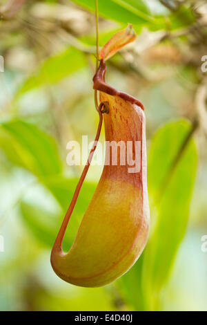 Usine Pitchter (Nepenthes alata hybride x ventricosa), Basse-Saxe, Allemagne Banque D'Images