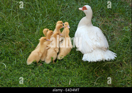 Le canard de Barbarie (Cairina moschata) avec les canetons, Franconia, Bavaria, Germany Banque D'Images