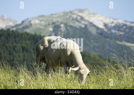 Moutons dans Villard de Lans, Vercors, Isère, Rhône-Alpes, France. Banque D'Images
