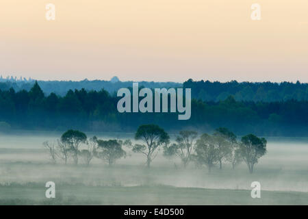 Paysage dans le brouillard du matin, parc national de Biebrza, Podlaskie Voivodeship, Pologne Banque D'Images