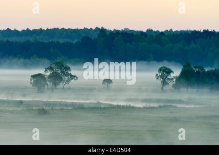 Paysage dans le brouillard du matin, parc national de Biebrza, Podlaskie Voivodeship, Pologne Banque D'Images