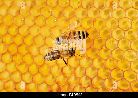 Deux abeilles, gauche, Carnien (Apis mellifera carnica var), à droite, un hybride d'abeilles italiennes (Apis ligustica bast.) sur nid d'avec Banque D'Images