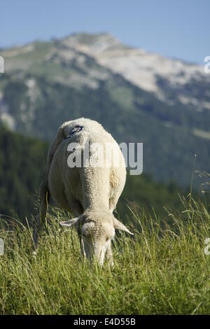 Moutons dans Villard de Lans, Vercors, Isère, Rhône-Alpes, France. Banque D'Images