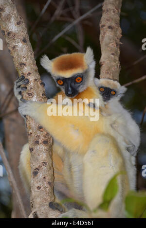 Propithèque à couronne dorée (Propithecus tatersalli) avec les jeunes, Madagascar Banque D'Images