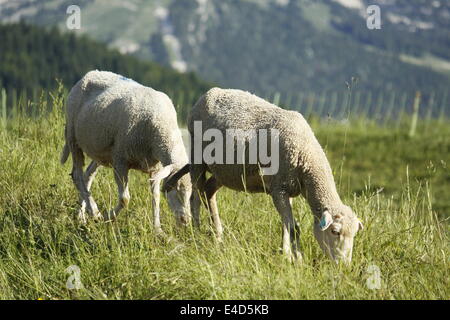 Moutons dans Villard de Lans, Vercors, Isère, Rhône-Alpes, France. Banque D'Images