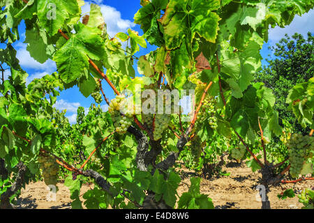 Détail d'une vigne avec des grappes de raisins mûrs, peu de temps avant la récolte Banque D'Images