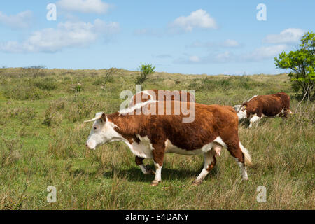 Le pâturage des vaches Hereford sur l'île des Wadden néerlandaise Terschelling Banque D'Images