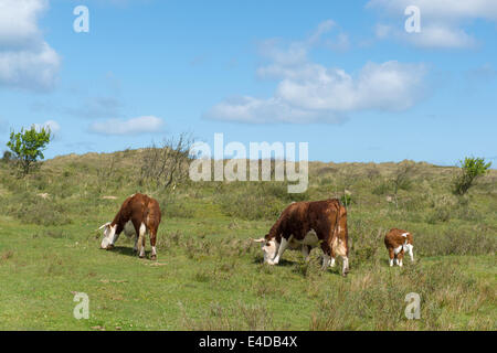 Le pâturage des vaches Hereford sur l'île des Wadden néerlandaise Terschelling Banque D'Images