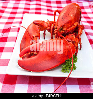 Homard fraîchement cuit sur un plateau. Banque D'Images